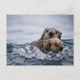 Kutest Baby Animals   Otter Baby en moeder Briefkaart