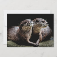 Kutest Baby Animals | Otters Holding Hands