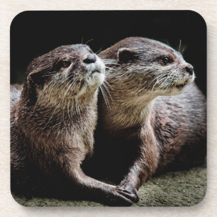 Kutest Baby Animals   Otters Holding Hands Bier Onderzetter