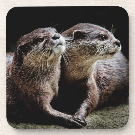 Kutest Baby Animals | Otters Holding Hands Bier Onderzetter (Voorkant)