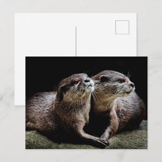Kutest Baby Animals | Otters Holding Hands Briefkaart (Voorkant / Achterkant)