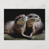 Kutest Baby Animals | Otters Holding Hands Briefkaart (Voorkant)
