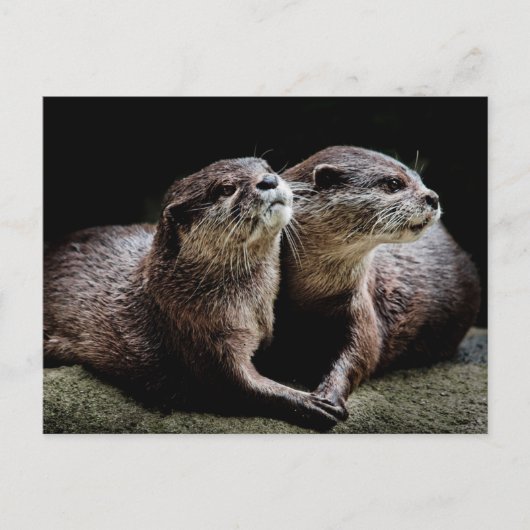 Kutest Baby Animals | Otters Holding Hands Briefkaart (Voorkant)