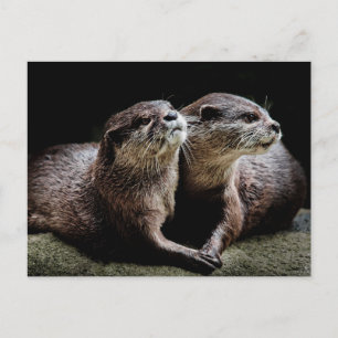 Kutest Baby Animals   Otters Holding Hands Briefkaart