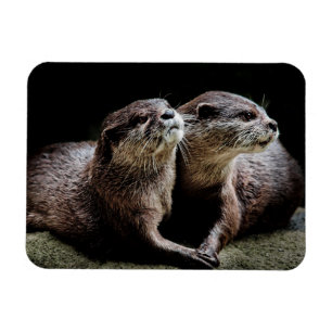 Kutest Baby Animals   Otters Holding Hands Magneet