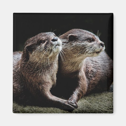 Kutest Baby Animals | Otters Holding Hands Magneet (Voorkant)