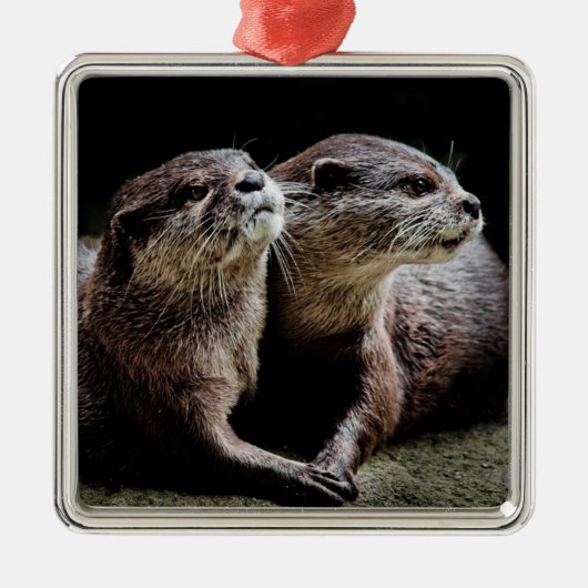 Kutest Baby Animals | Otters Holding Hands Metalen Ornament (Voorkant)