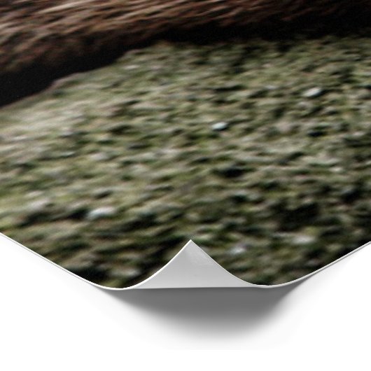 Kutest Baby Animals | Otters Holding Hands Poster (Hoek)