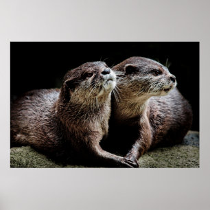 Kutest Baby Animals   Otters Holding Hands Poster