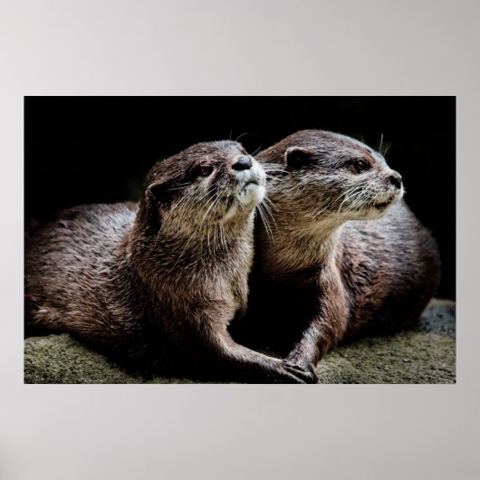 Kutest Baby Animals | Otters Holding Hands Poster (Voorkant)