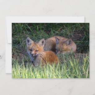 Kutest Baby Animals Paar van Red Fox Kit Sibling Bedankkaart