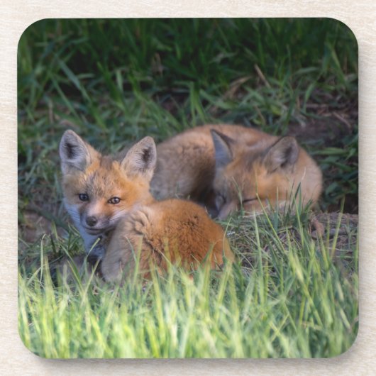 Kutest Baby Animals | Paar van Red Fox Kit Sibling Bier Onderzetter (Voorkant)
