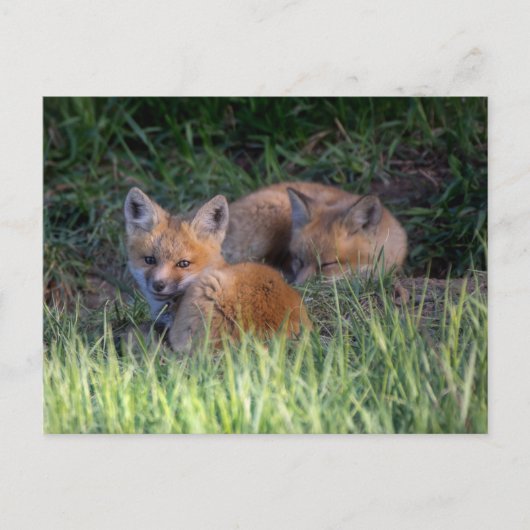 Kutest Baby Animals | Paar van Red Fox Kit Sibling Briefkaart (Voorkant)