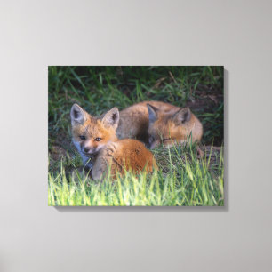 Kutest Baby Animals Paar van Red Fox Kit Sibling Canvas Afdruk