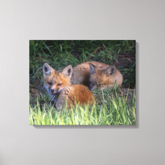 Kutest Baby Animals | Paar van Red Fox Kit Sibling Canvas Afdruk (Voorkant)