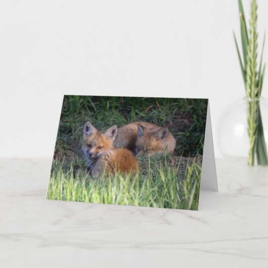Kutest Baby Animals | Paar van Red Fox Kit Sibling Kaart (Voorkant)