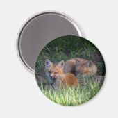 Kutest Baby Animals | Paar van Red Fox Kit Sibling Magneet (Voorkant / Achterkant)