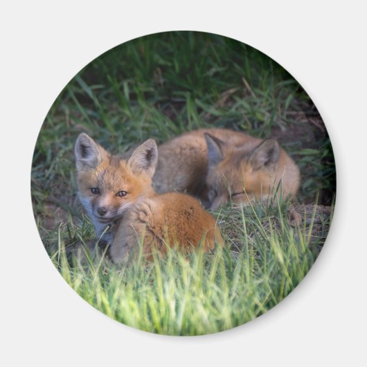 Kutest Baby Animals | Paar van Red Fox Kit Sibling Magneet (Voorkant)