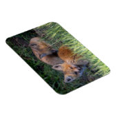 Kutest Baby Animals | Paar van Red Fox Kit Sibling Magneet (Rechterzijde)