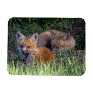 Kutest Baby Animals   Paar van Red Fox Kit Sibling Magneet