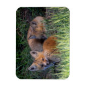 Kutest Baby Animals | Paar van Red Fox Kit Sibling Magneet (Verticaal)