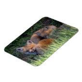 Kutest Baby Animals | Paar van Red Fox Kit Sibling Magneet (Linkerzijde)