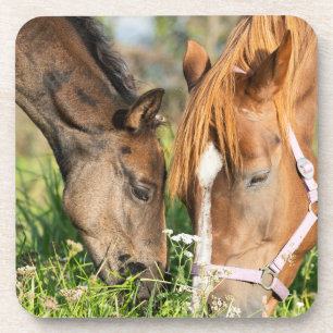 Kutest Baby Animals   Paardenkool Bier Onderzetter