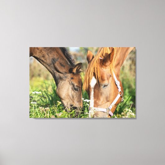 Kutest Baby Animals | Paardenkool Canvas Afdruk (Voorkant)