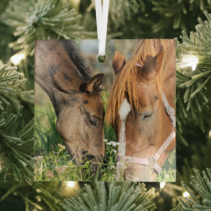 Kutest Baby Animals   Paardenkool Glas Ornament