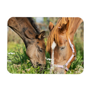 Kutest Baby Animals   Paardenkool Magneet