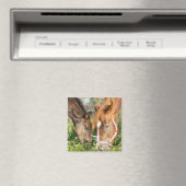 Kutest Baby Animals | Paardenkool Magneet (Insitu (Vaatwasser))