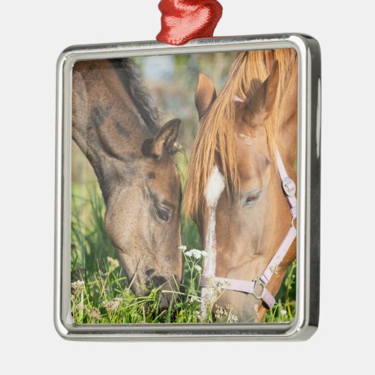 Kutest Baby Animals | Paardenkool Metalen Ornament (Links)