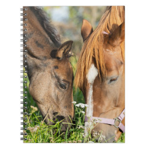 Kutest Baby Animals Paardenkool Notitieboek