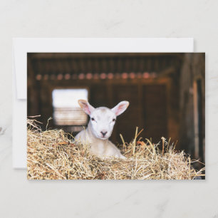 Kutest Baby Animals Pasgeboren lammeren Bedankkaart
