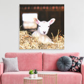 Kutest Baby Animals | Pasgeboren lammeren Canvas Afdruk (Insitu (Woonkamer))