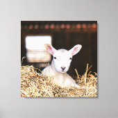 Kutest Baby Animals | Pasgeboren lammeren Canvas Afdruk (Voorkant)