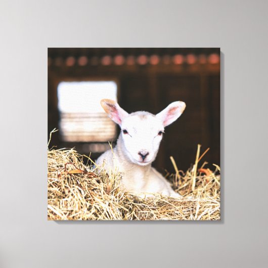 Kutest Baby Animals | Pasgeboren lammeren Canvas Afdruk (Voorkant)