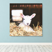 Kutest Baby Animals | Pasgeboren lammeren Canvas Afdruk (Insitu (Houten vloer))