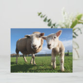 Kutest Baby Animals | Pasgeboren lammeren en mama Bedankkaart (Staand voorkant)