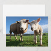 Kutest Baby Animals | Pasgeboren lammeren en mama Bedankkaart (Voorkant / Achterkant)