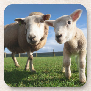 Kutest Baby Animals   Pasgeboren lammeren en mama Bier Onderzetter