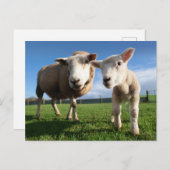 Kutest Baby Animals | Pasgeboren lammeren en mama Briefkaart (Voorkant / Achterkant)
