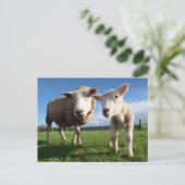 Kutest Baby Animals | Pasgeboren lammeren en mama Briefkaart (Staand voorkant)