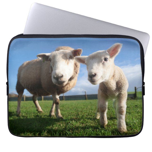 Kutest Baby Animals | Pasgeboren lammeren en mama Laptop Sleeve (Voorkant)