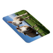 Kutest Baby Animals | Pasgeboren lammeren en mama Magneet (Rechterzijde)