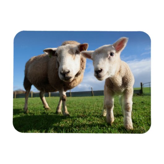 Kutest Baby Animals | Pasgeboren lammeren en mama Magneet (Horizontaal)