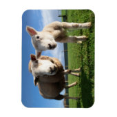 Kutest Baby Animals | Pasgeboren lammeren en mama Magneet (Verticaal)