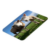 Kutest Baby Animals | Pasgeboren lammeren en mama Magneet (Linkerzijde)