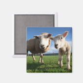 Kutest Baby Animals | Pasgeboren lammeren en mama Magneet (Voorkant / Achterkant)