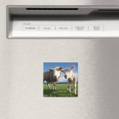 Kutest Baby Animals | Pasgeboren lammeren en mama Magneet (Insitu (Vaatwasser))